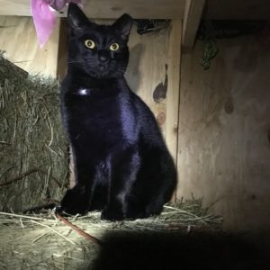 Black cats don't photograph very well in the dark.
